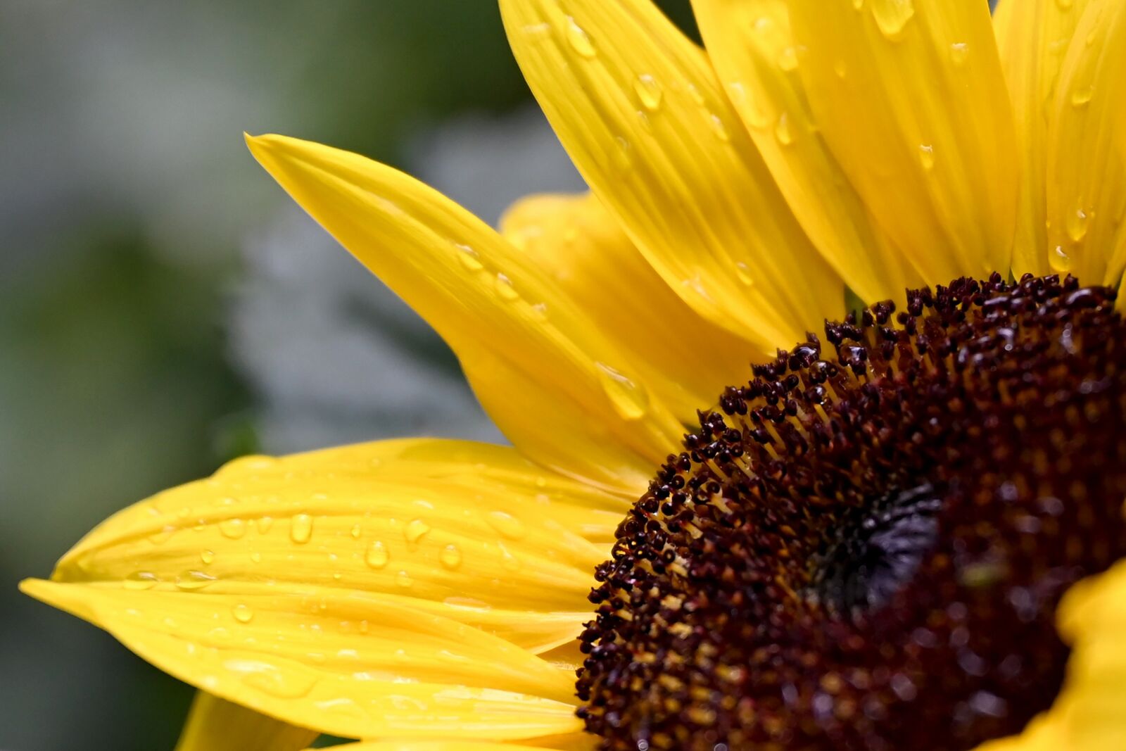 Nikon Nikkor Z 24-70mm F2.8 S sample photo. Sunflower, flower, blossom photography