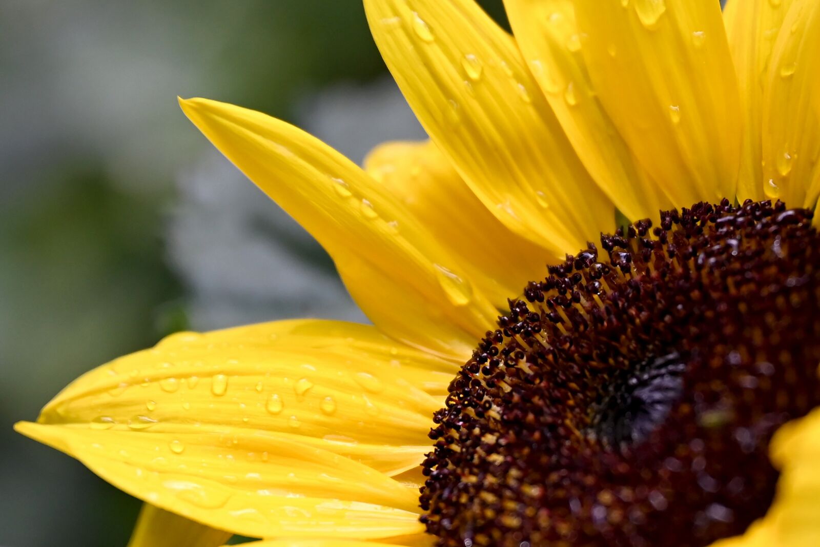 Nikon Z6 sample photo. Sunflower, flower, blossom photography