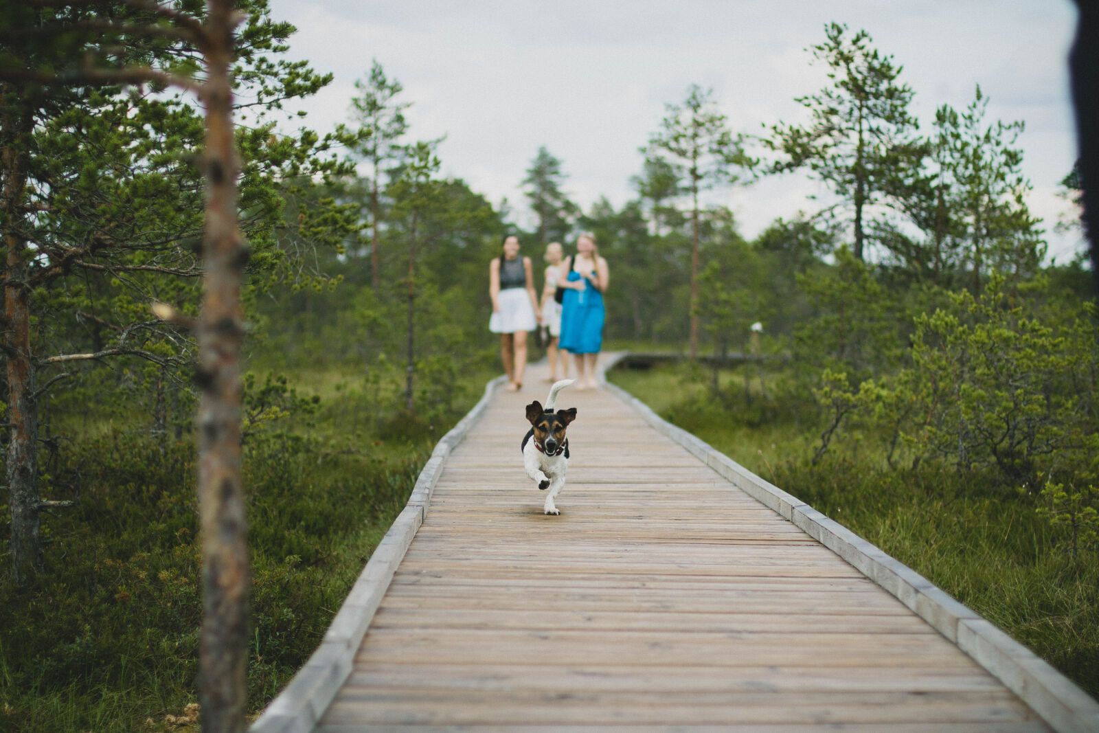 Canon EOS 760D (EOS Rebel T6s / EOS 8000D) + Canon EF 50mm F1.4 USM sample photo. Wood, landscape, people, summer photography