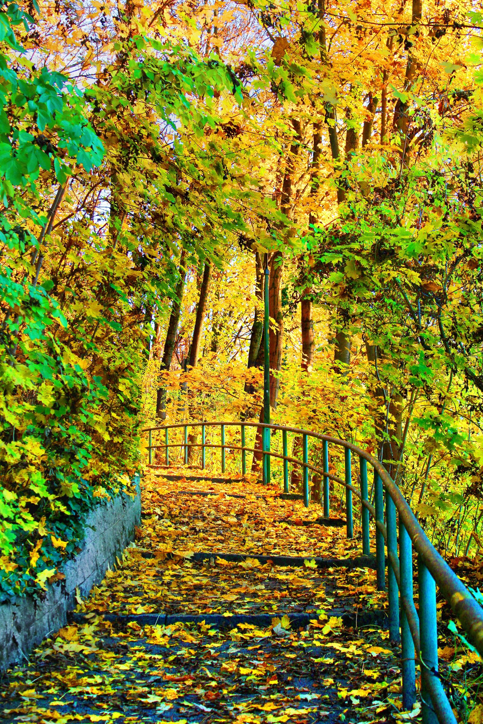 Canon EOS 550D (EOS Rebel T2i / EOS Kiss X4) sample photo. Woods, path, forest photography