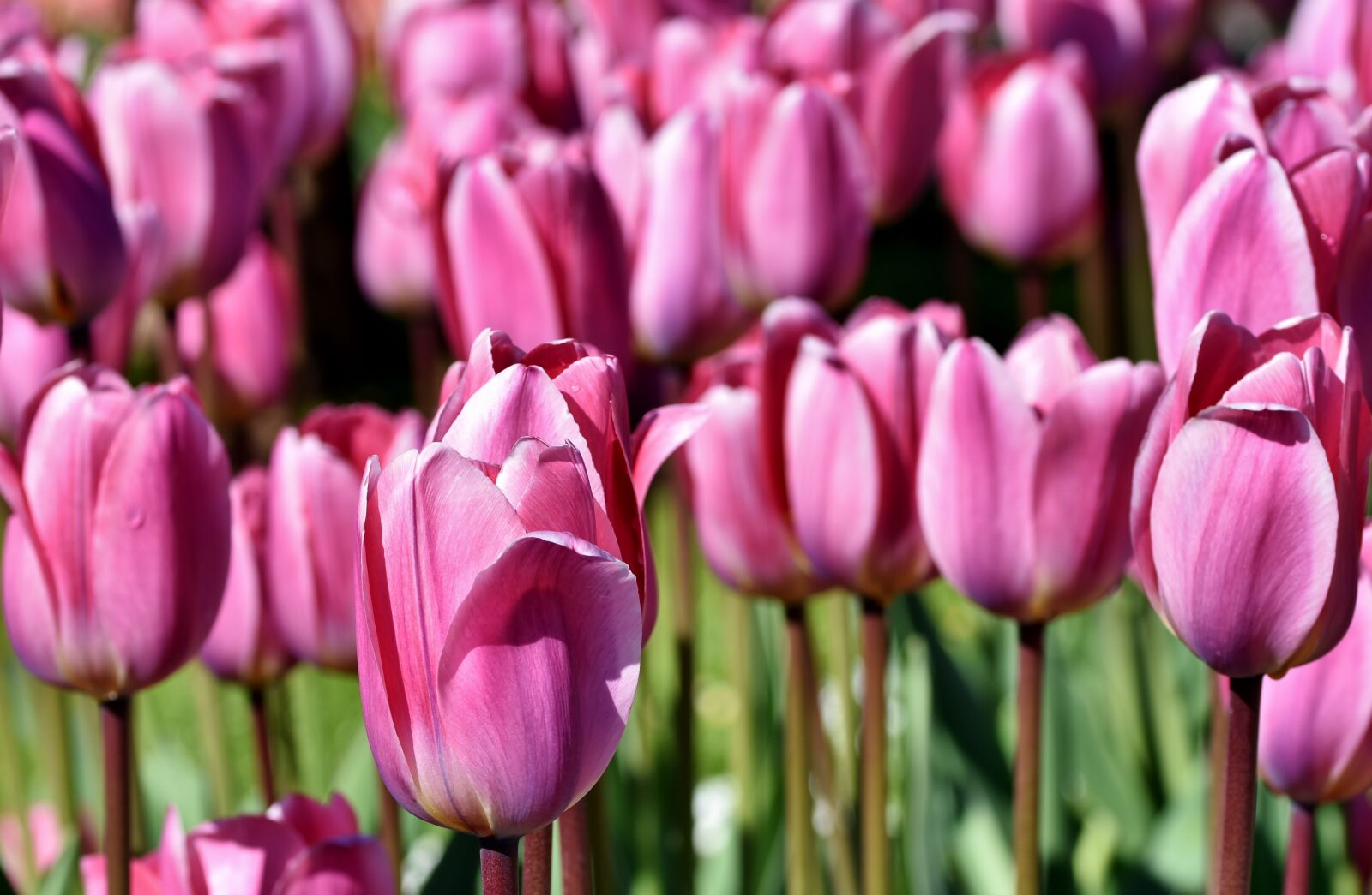 Nikon D7200 sample photo. Tulip, tulip field, blossom photography