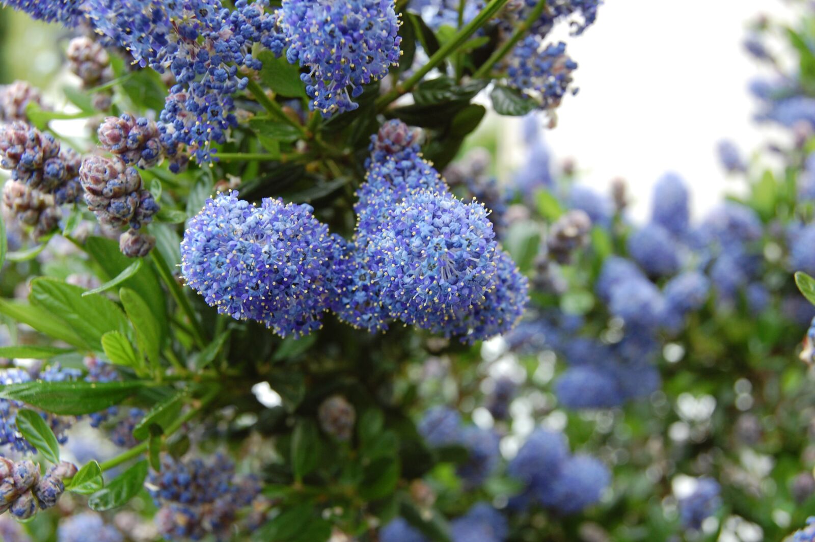 Nikon D40 sample photo. Flower, blue, shrub photography