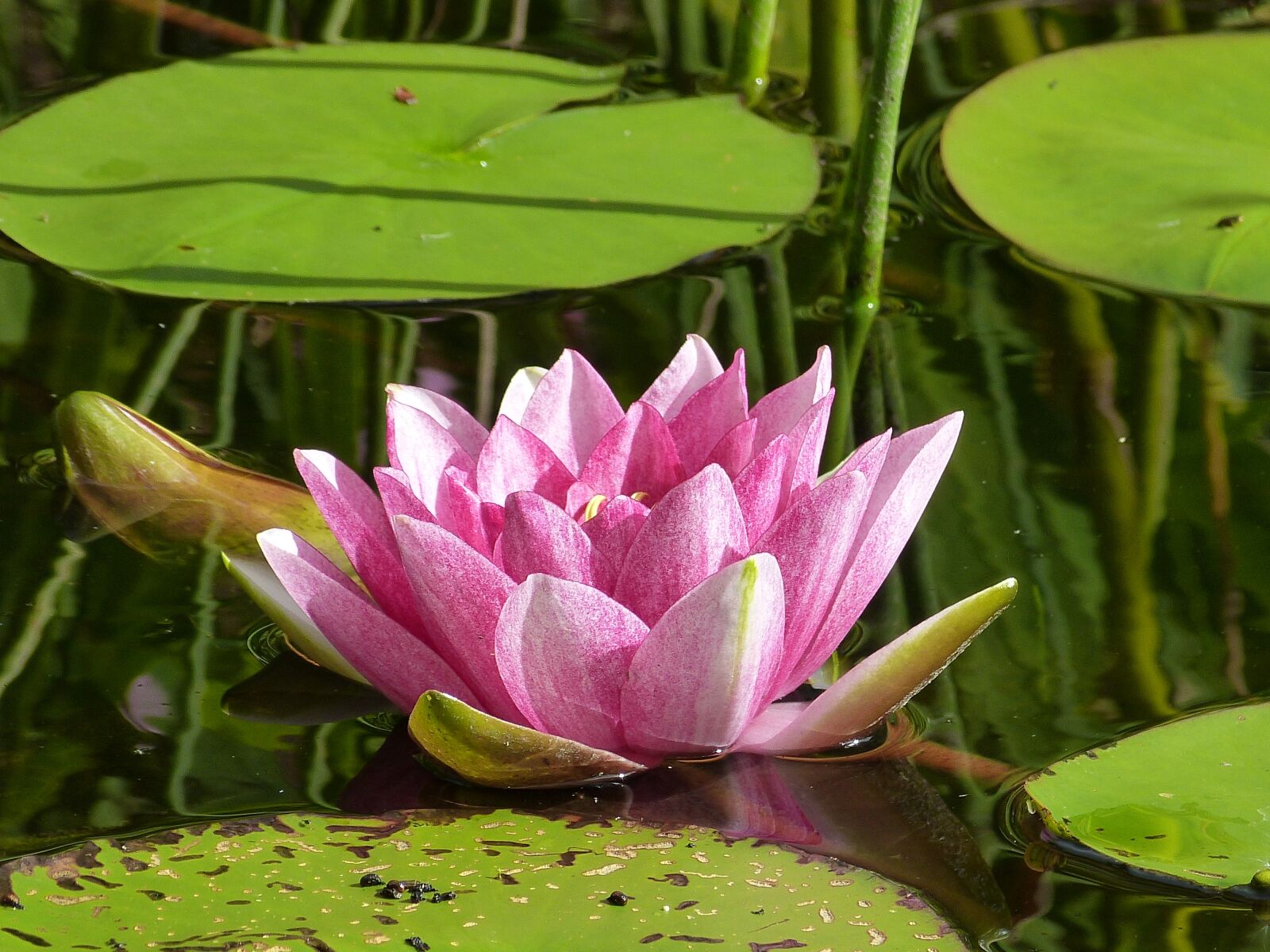 Panasonic Lumix DMC-FZ150 sample photo. Water lily, blossom, bloom photography