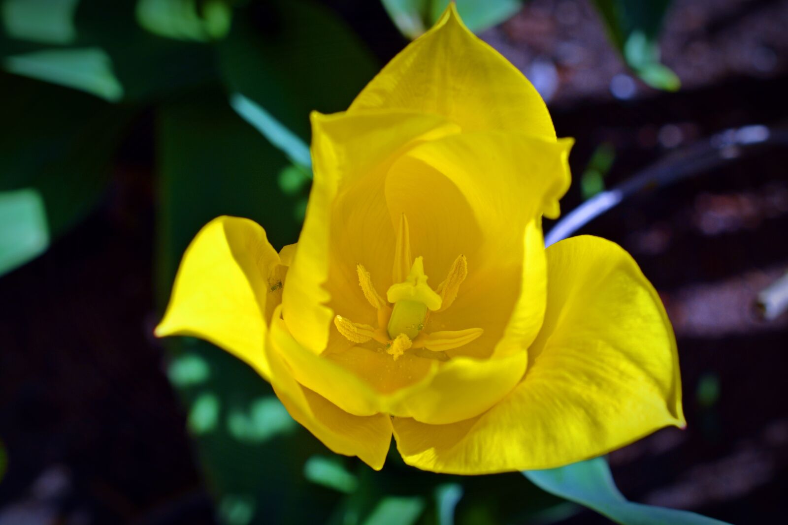 Nikon D5200 sample photo. Tulip, flower, nature photography