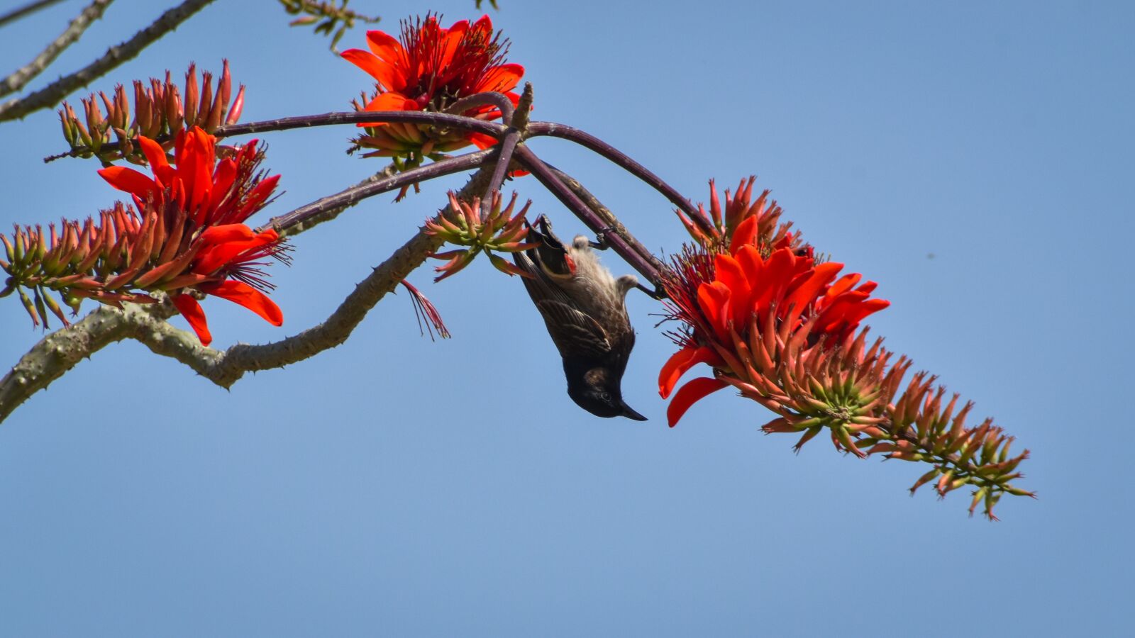 Nikon D3500 sample photo. Environment, beak, outdoor photography