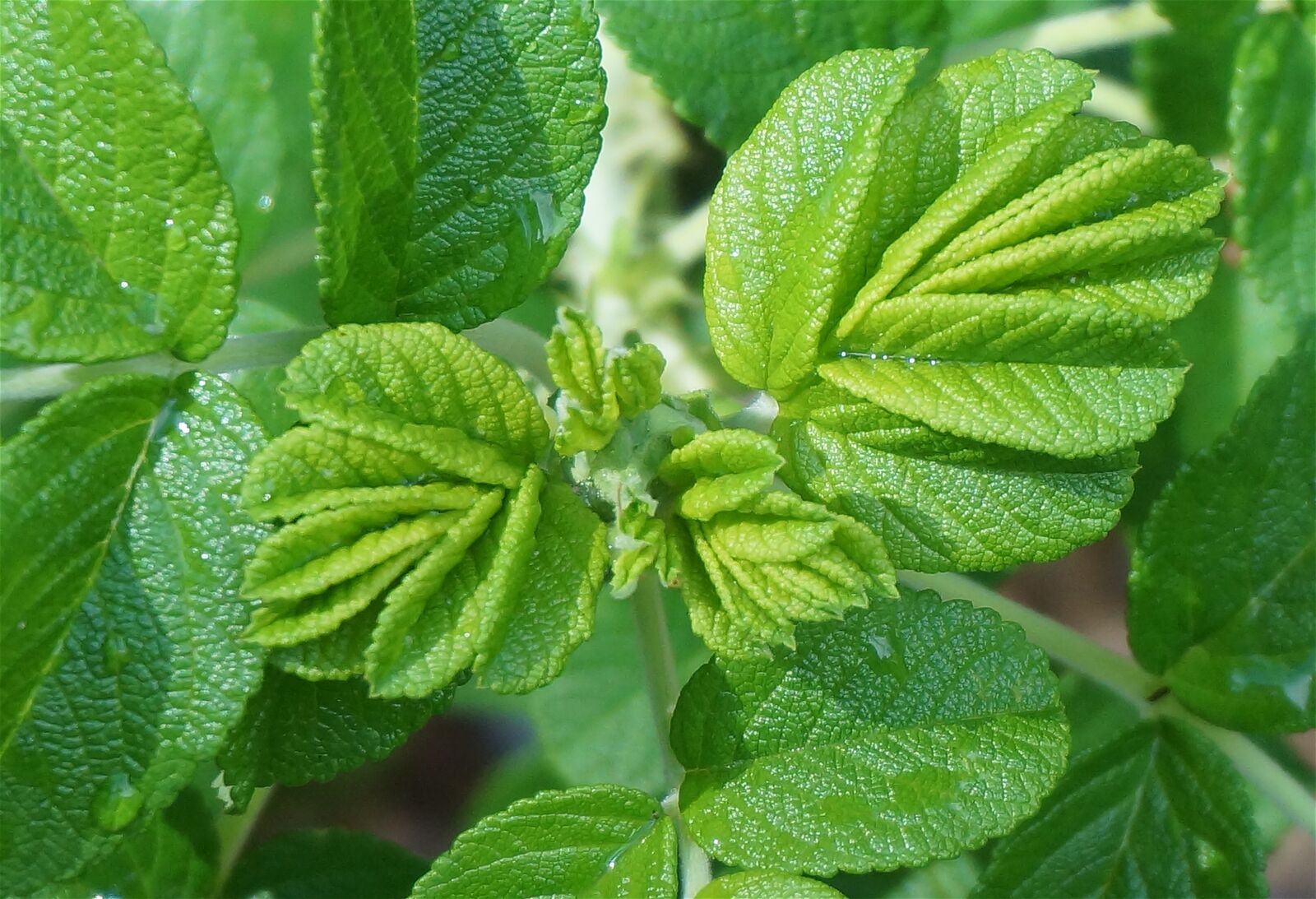 Sony Alpha NEX-5T sample photo. New leaves, rugosa rose photography