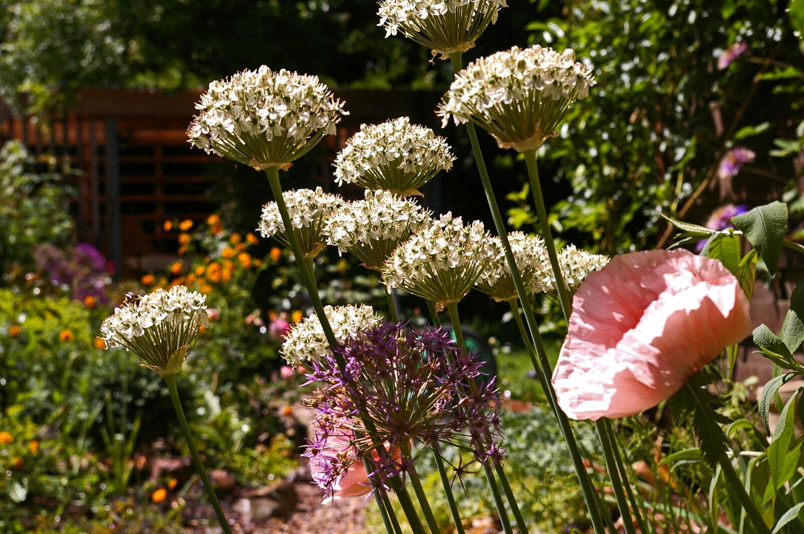 Pentax *ist DL2 sample photo. Ornamental onion, white zierlauch photography