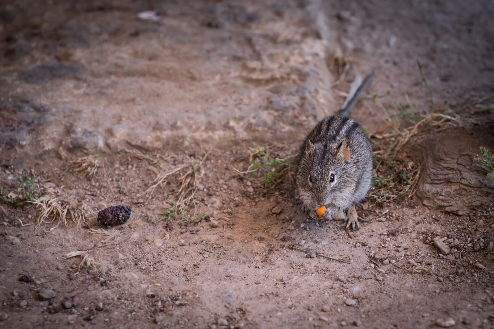 Sony a7 sample photo. Animal, mammal, mouse photography