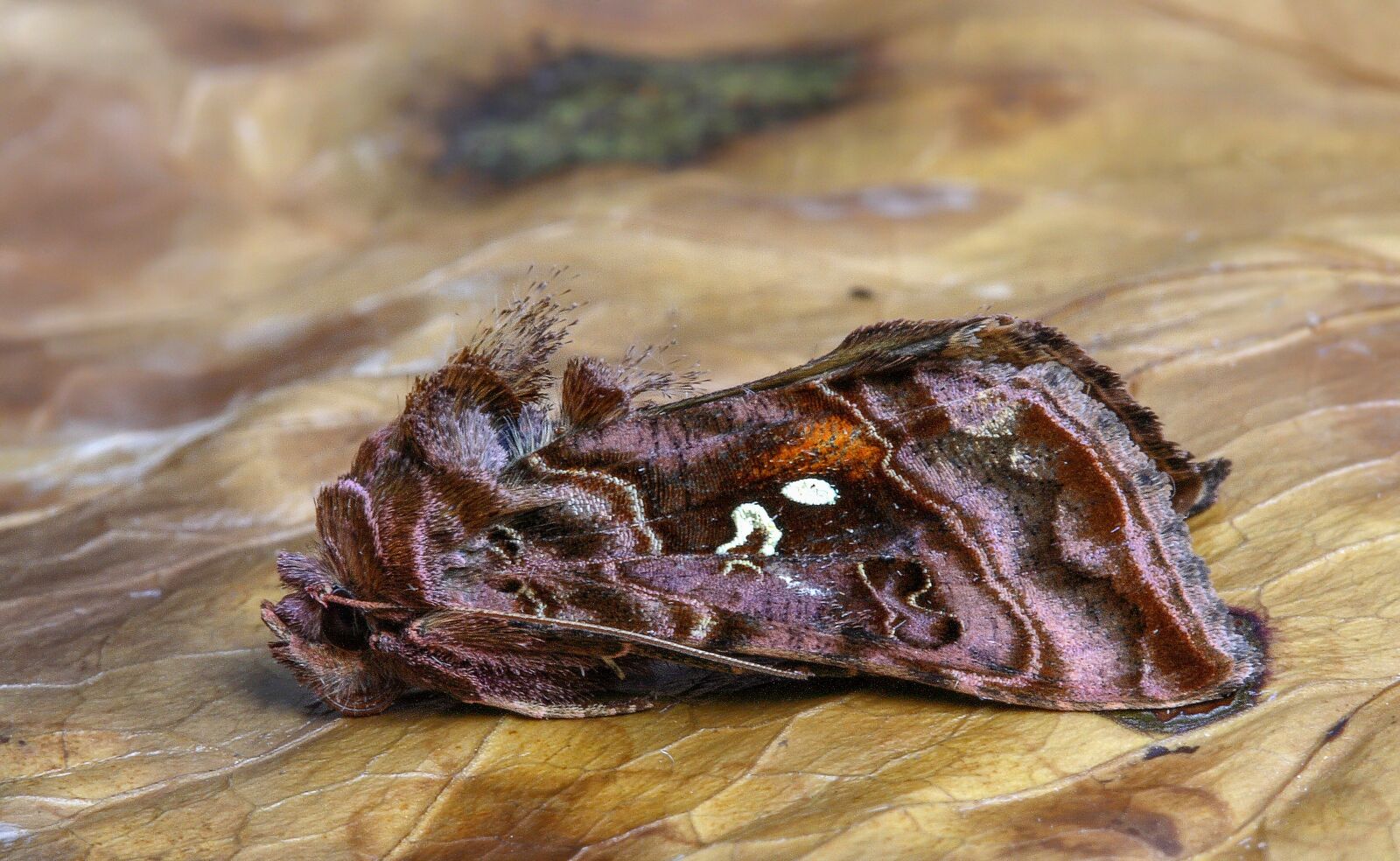 Canon EOS 400D (EOS Digital Rebel XTi / EOS Kiss Digital X) sample photo. Moth, beautiful golden y photography