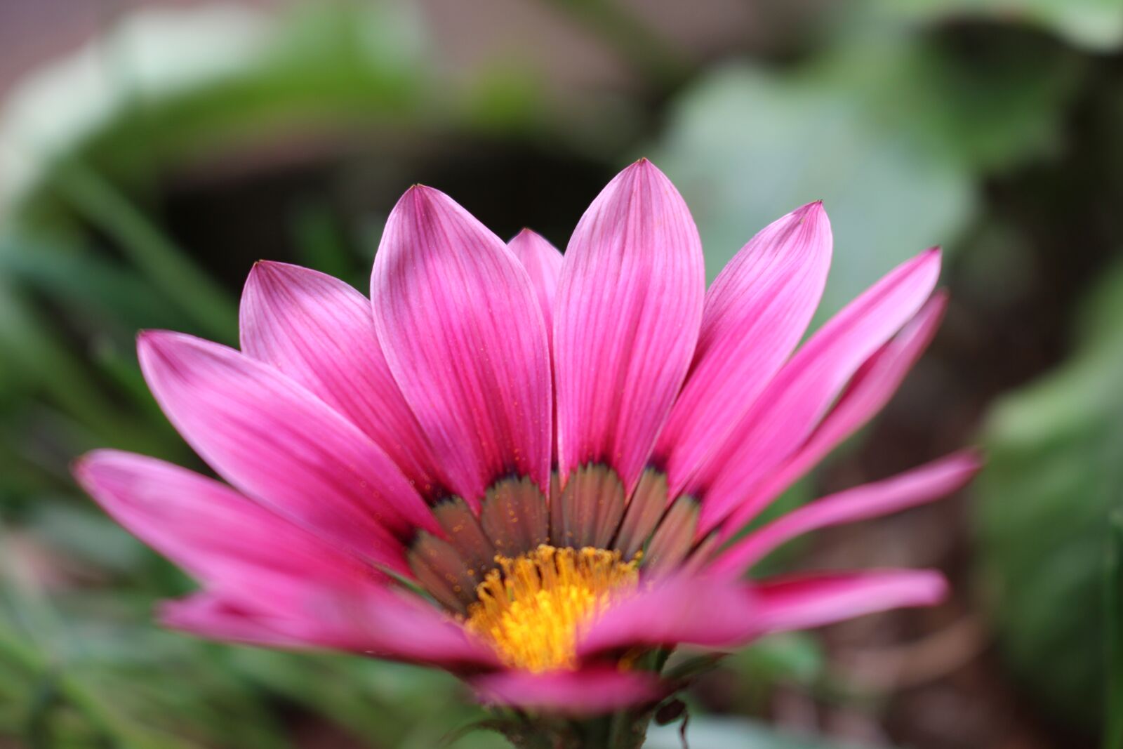 Canon EOS 700D (EOS Rebel T5i / EOS Kiss X7i) sample photo. Flowers, plants, flower photography