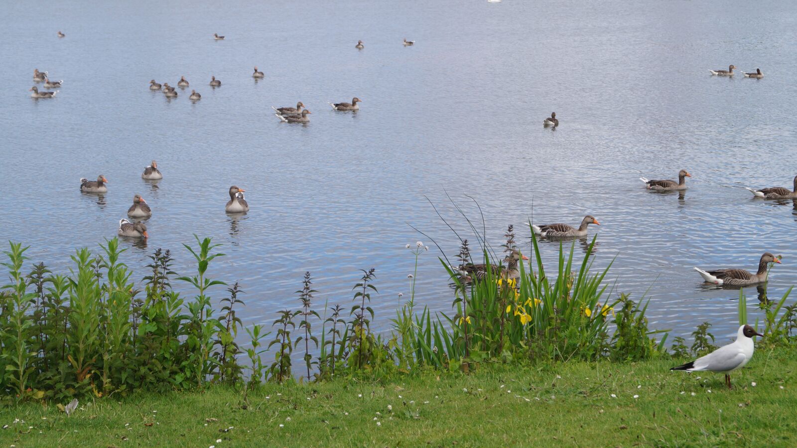 Sony DT 18-55mm F3.5-5.6 SAM II sample photo. Park, geese, goose photography
