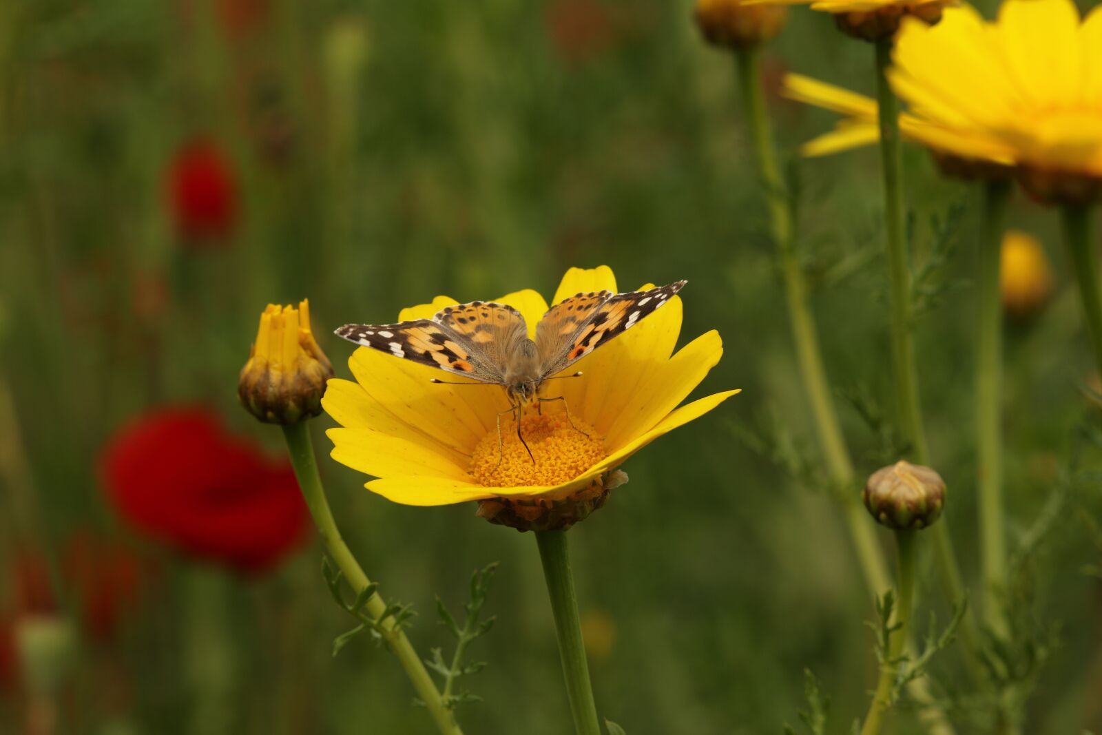 Canon EOS 7D Mark II sample photo. Insect, butterfly, nature photography
