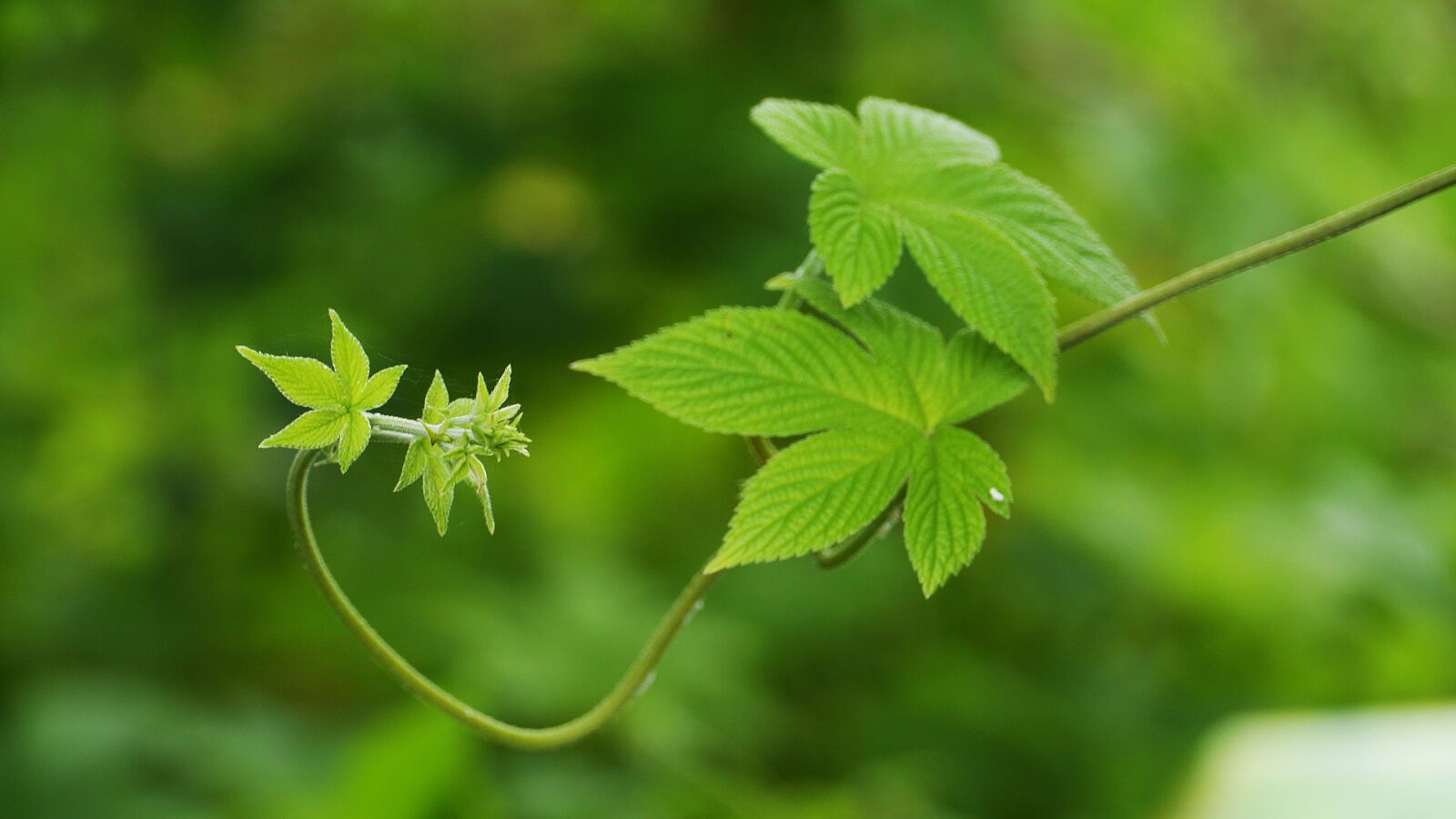 Panasonic Lumix DMC-GH3 sample photo. Plants, greenness, nature photography