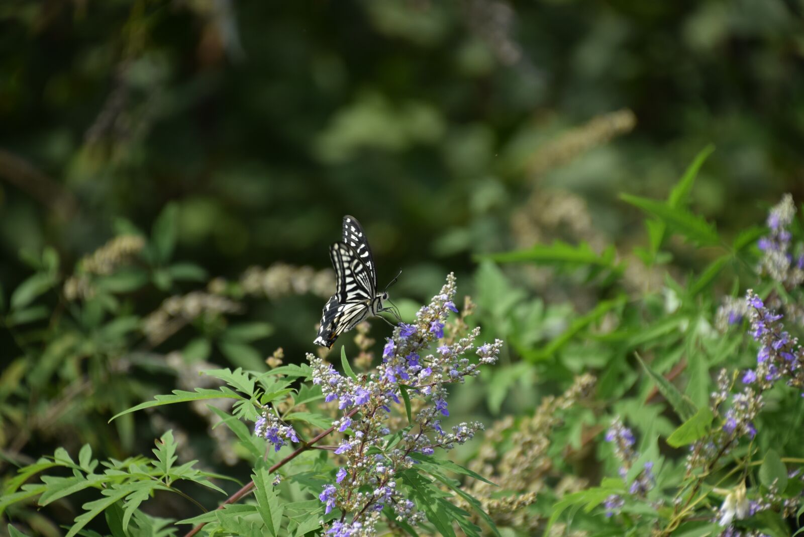 Nikon D5300 sample photo. Butterfly, nature, insect photography