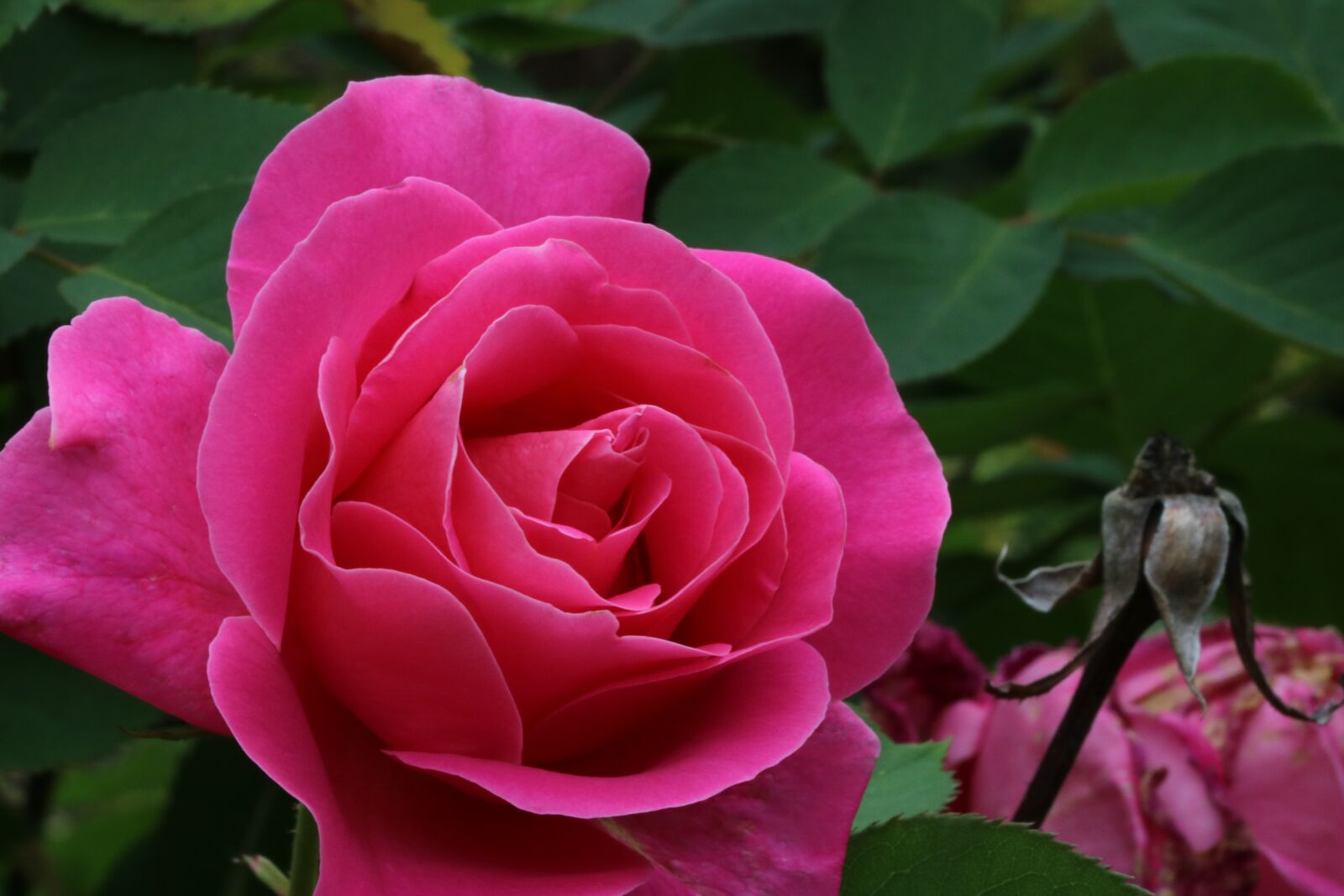 Canon EOS 750D (EOS Rebel T6i / EOS Kiss X8i) sample photo. Rose, plants, flowers photography