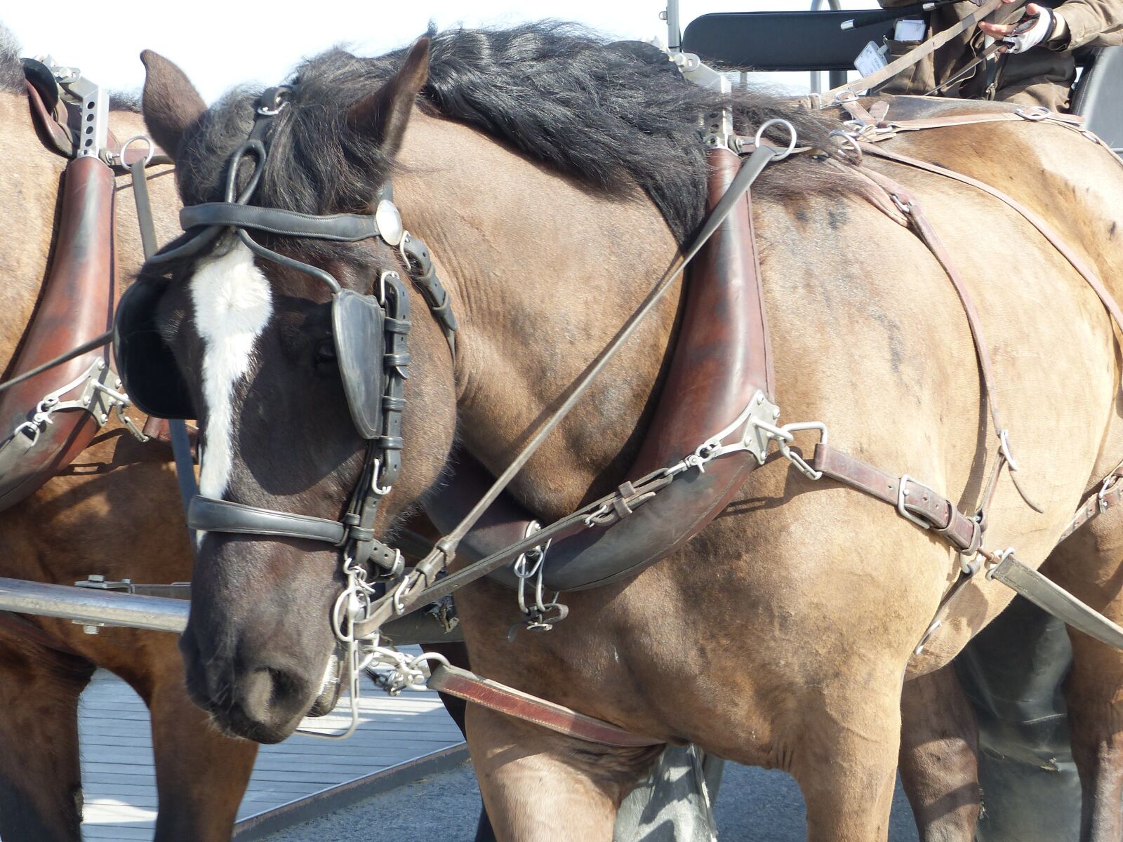 Panasonic Lumix DMC-FZ200 sample photo. Horse, hitch, horses photography