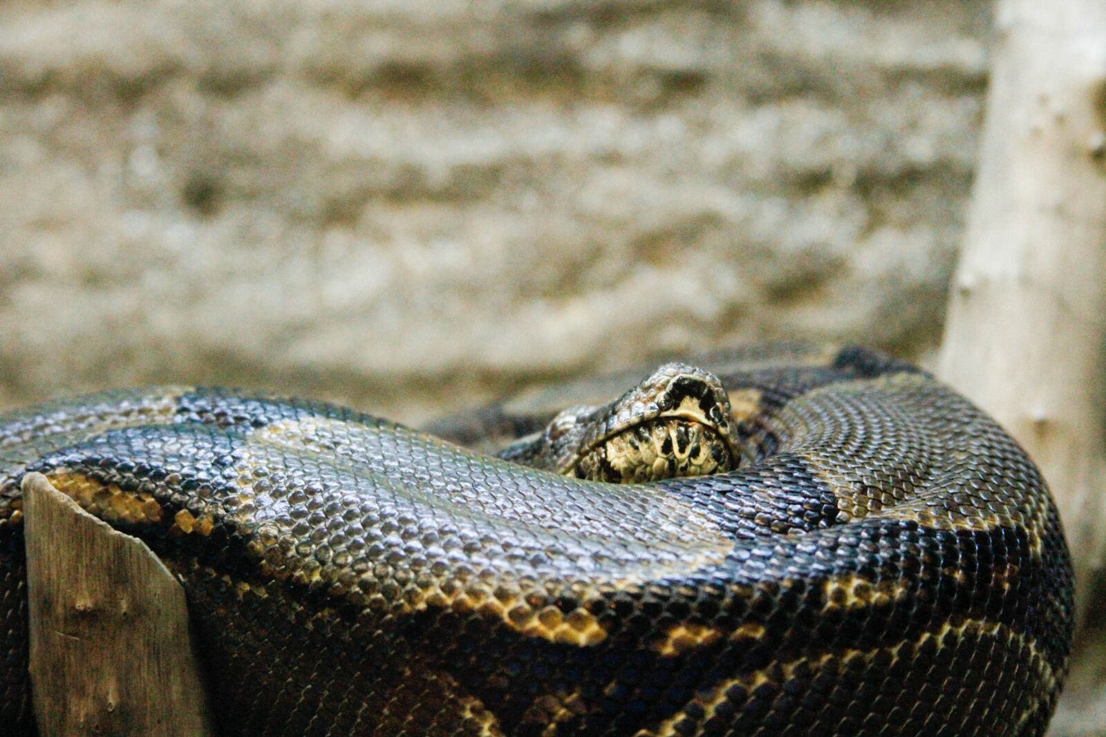 Canon EF 28-135mm F3.5-5.6 IS USM sample photo. Snake, animal, nature photography