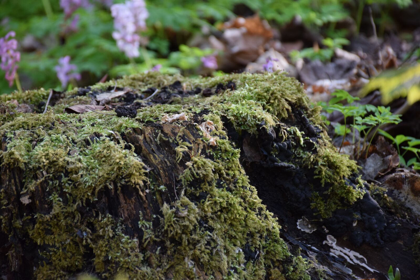Nikon D5300 sample photo. Tree stump, old, rot photography