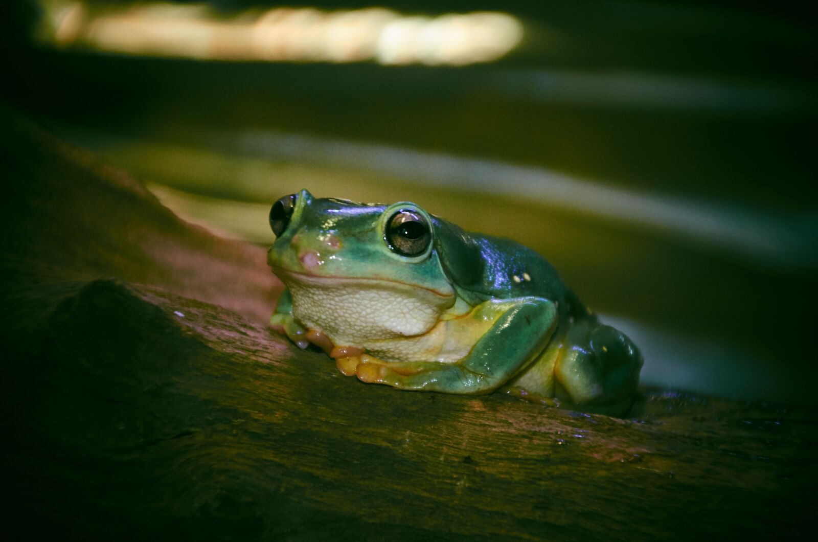 Nikon D5100 sample photo. Green, frog, tree photography