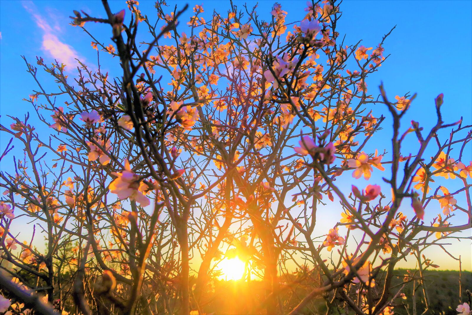Canon PowerShot G7 X sample photo. Flower, tree, nature photography