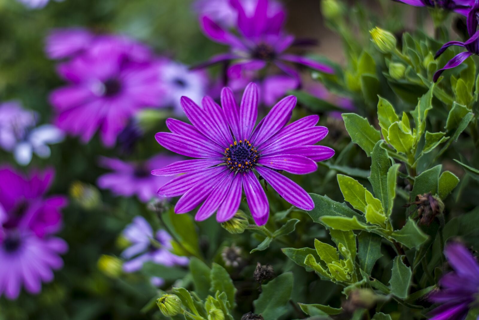 Nikon D60 sample photo. Flower, beautiful, nature photography