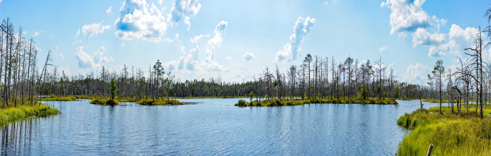 Nikon D5200 sample photo. Swamp, nature, landscape photography