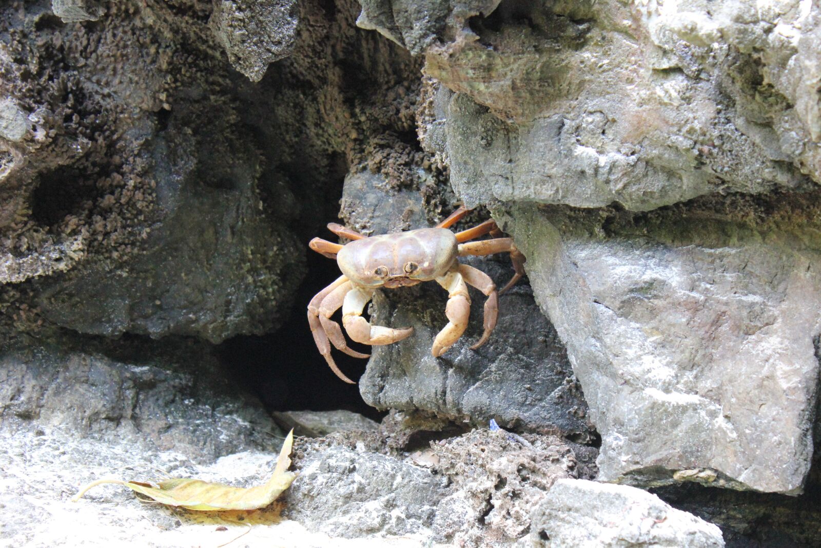 Canon EOS 550D (EOS Rebel T2i / EOS Kiss X4) sample photo. Crab, nature, animals photography