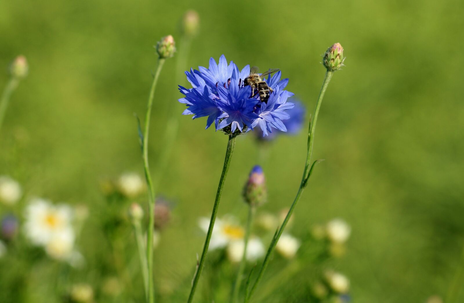 Canon EOS 1200D (EOS Rebel T5 / EOS Kiss X70 / EOS Hi) sample photo. Cornflower, wildflowers, blue photography