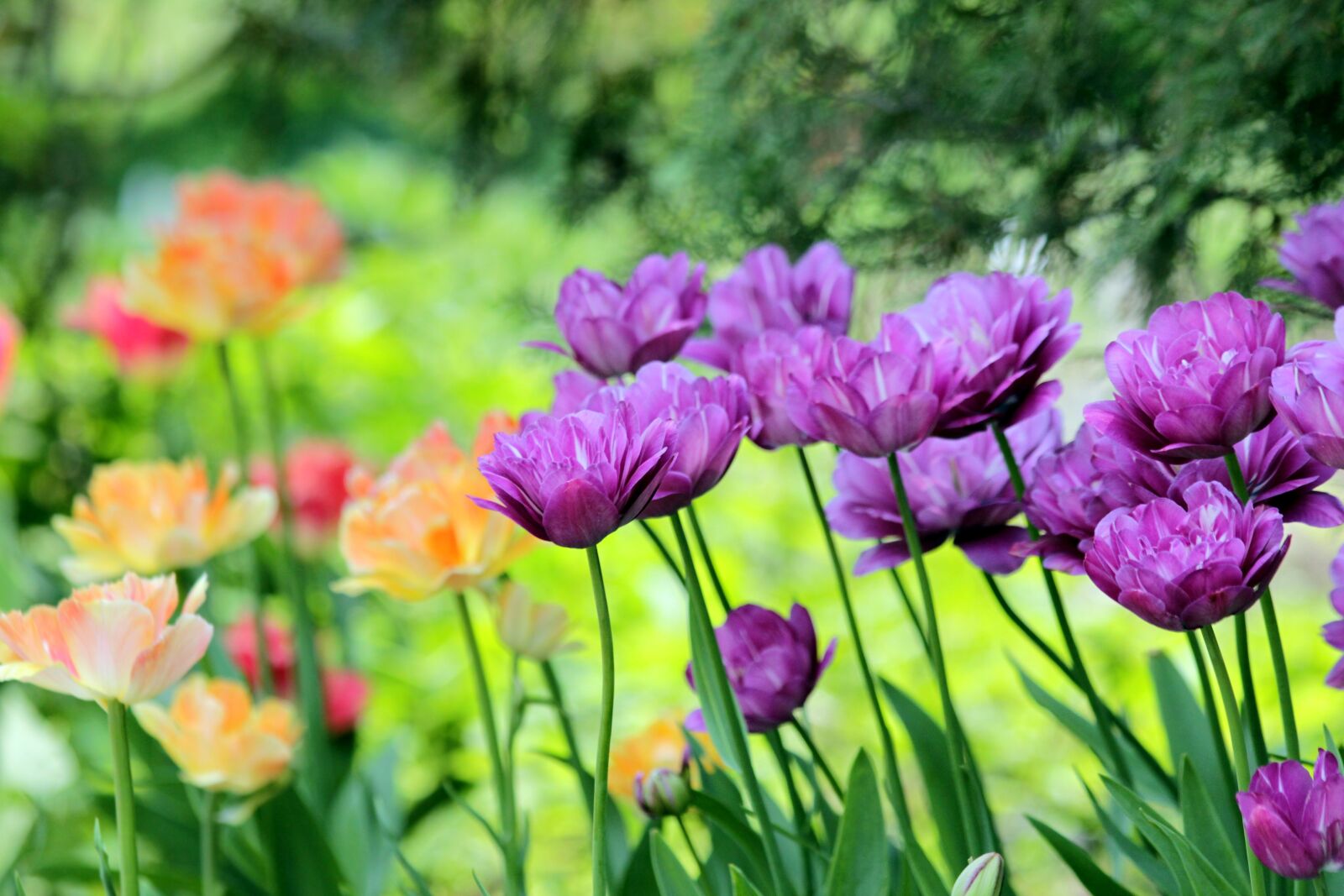 Canon EOS 650D (EOS Rebel T4i / EOS Kiss X6i) sample photo. Tulips, flowers, spring photography