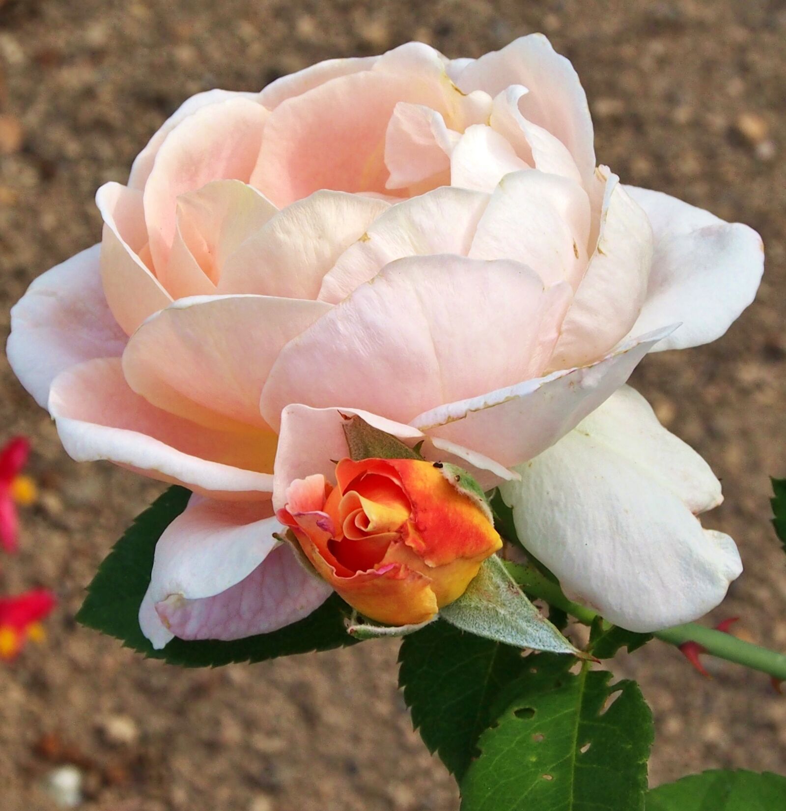 Olympus OM-D E-M5 sample photo. Rose, blossom, bloom photography