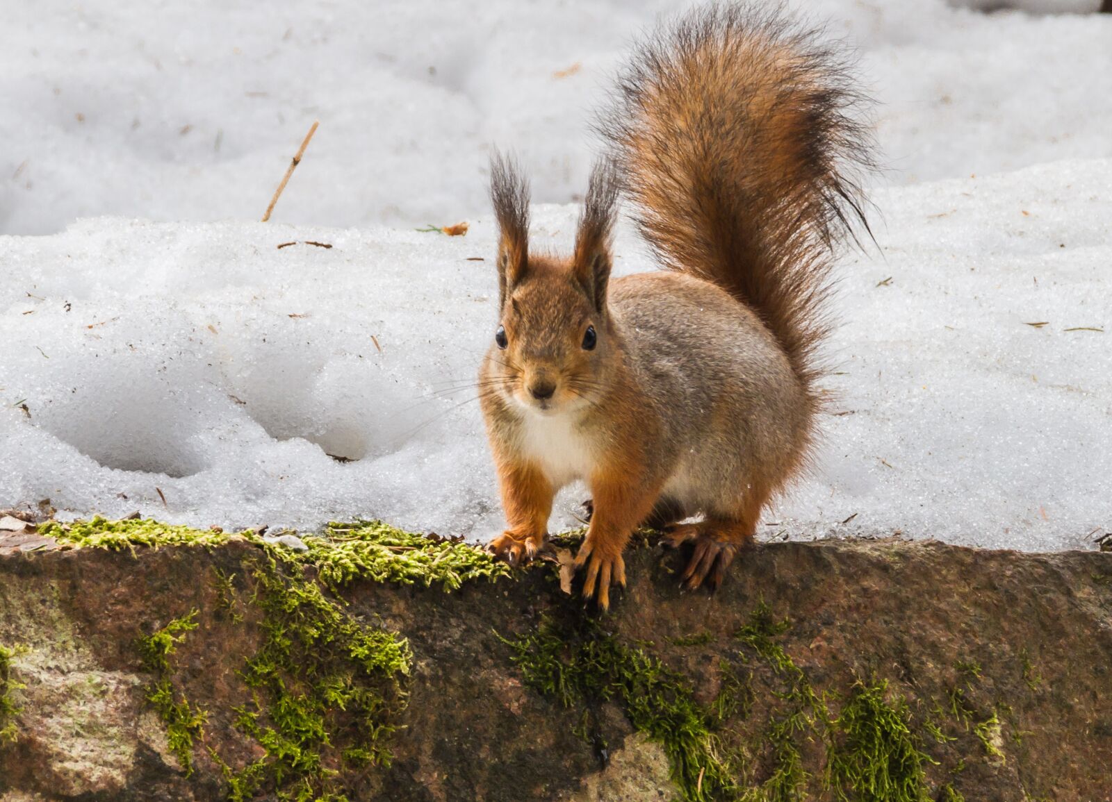 Canon EOS 7D sample photo. Nature, mammals, wild animals photography