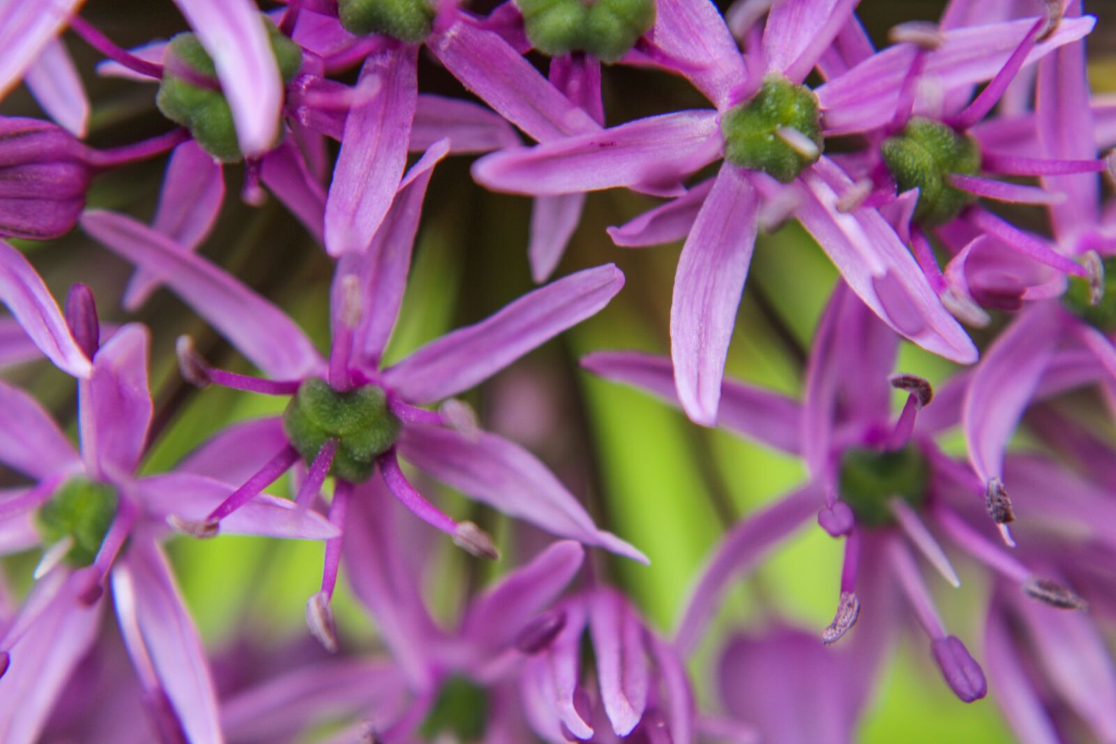 Canon EOS 2000D (EOS Rebel T7 / EOS Kiss X90 / EOS 1500D) sample photo. Ornamental onion, macro, allium photography