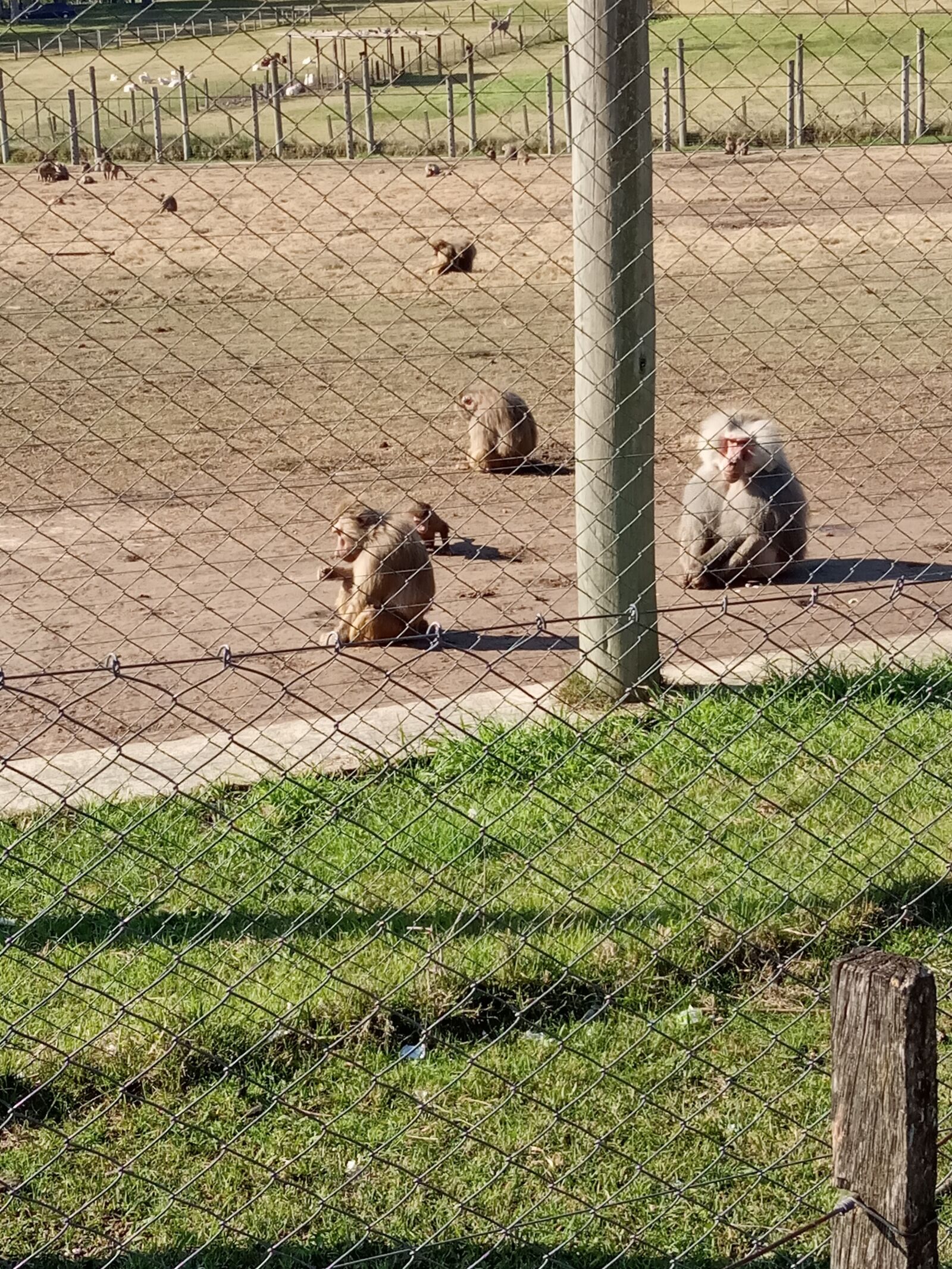 Xiaomi Redmi 6A sample photo. Monkeys, park, animals photography