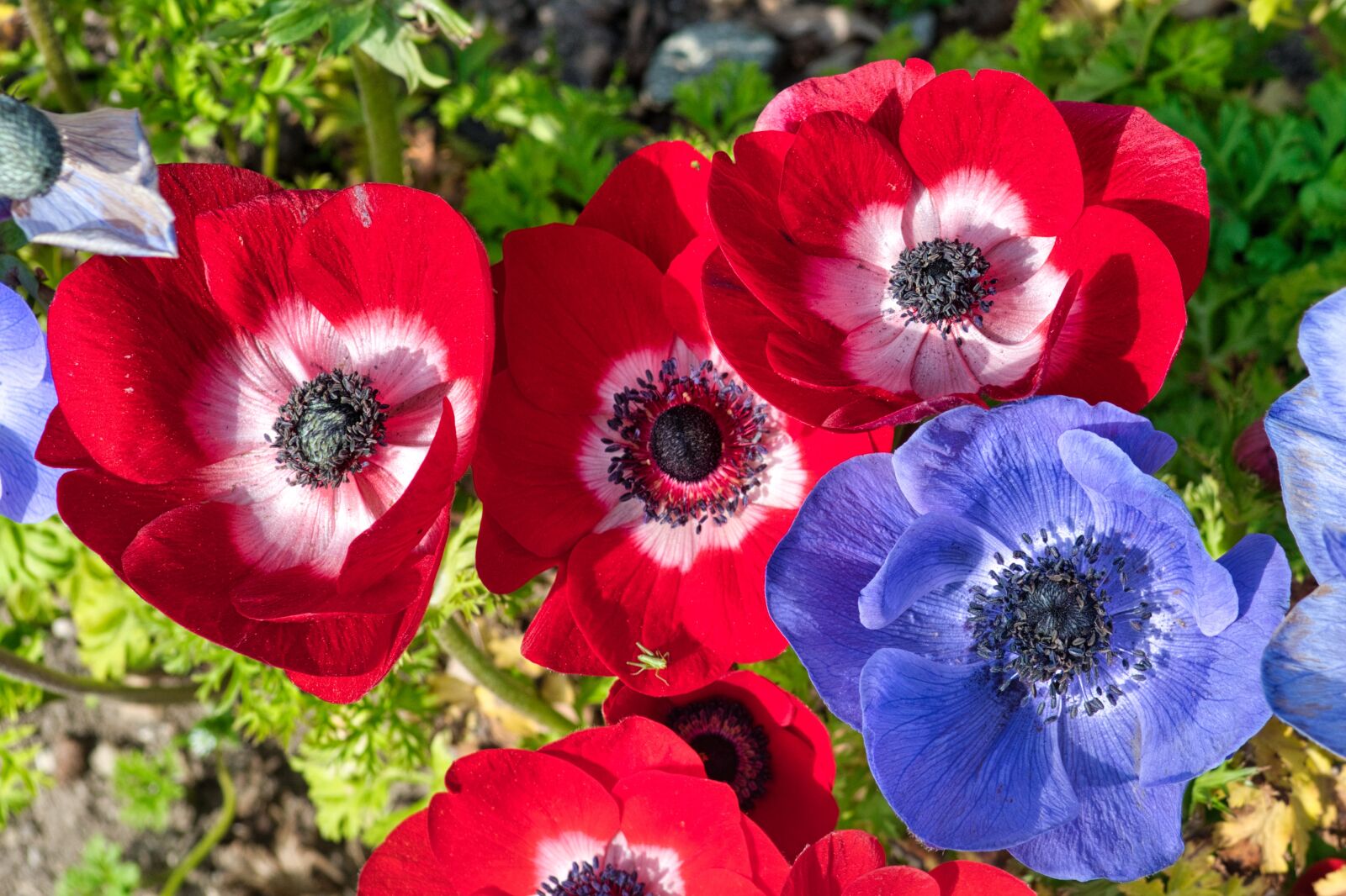 Nikon D7500 sample photo. Spring flowers, blossom, bloom photography