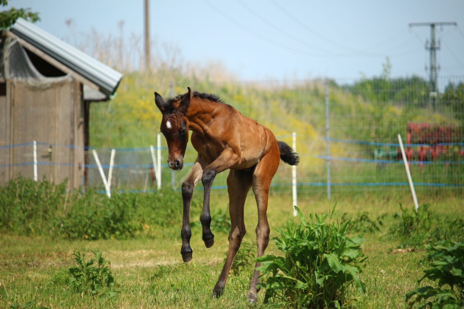 Canon EOS 100D (EOS Rebel SL1 / EOS Kiss X7) sample photo. Horse, foal, suckling photography