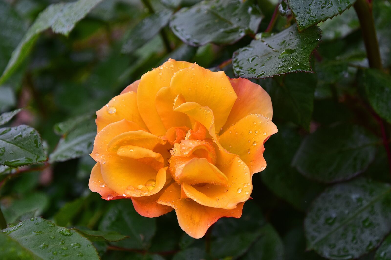 Nikon D7200 sample photo. Flower, nature, spring photography