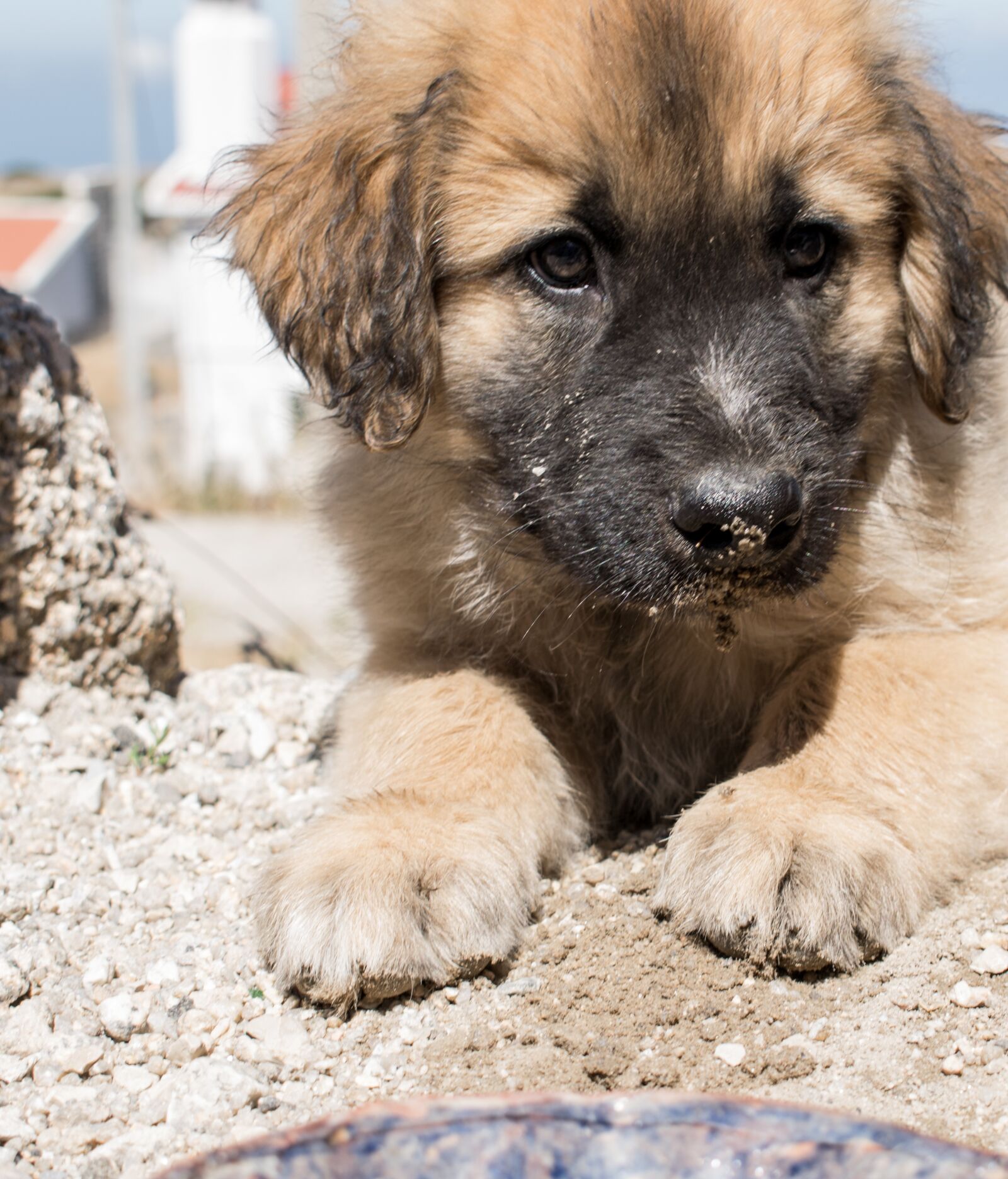 Nikon D3300 sample photo. Mammals, animal, dog photography