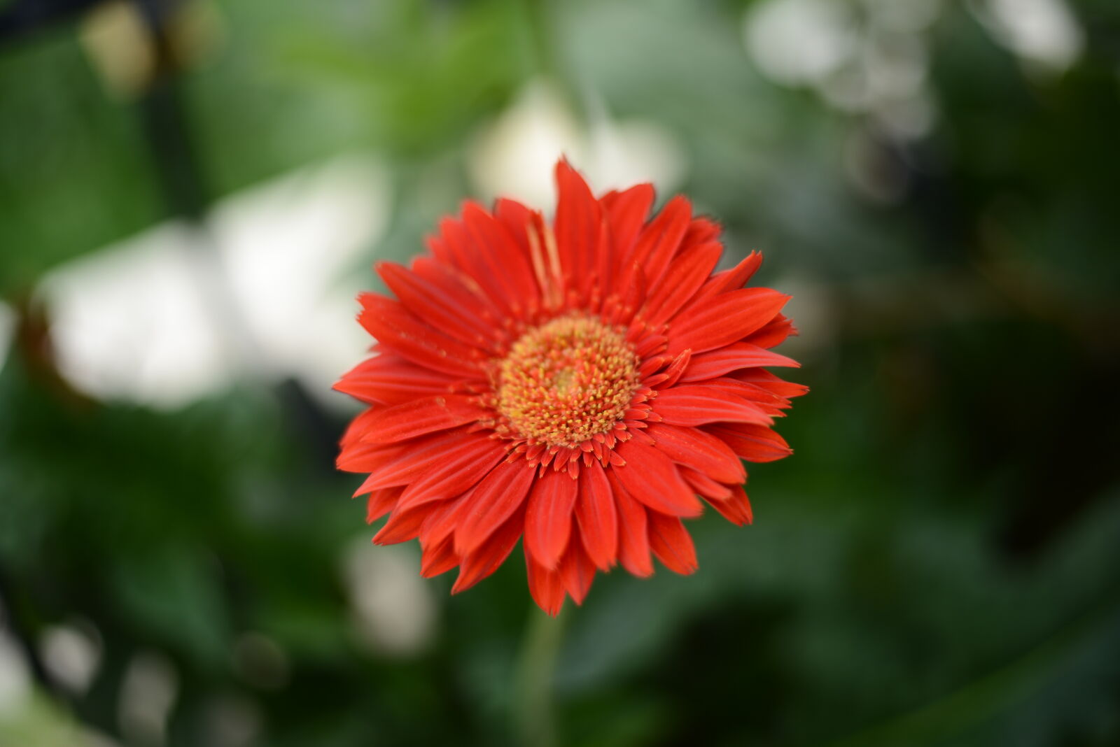 Nikon D800 sample photo. Flower photography
