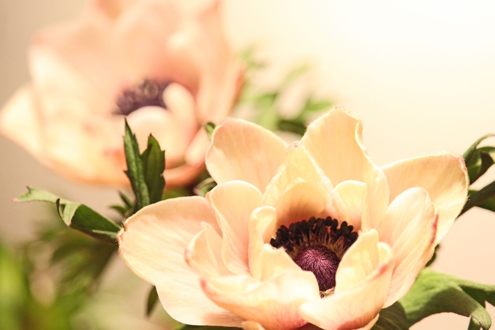 Canon EF-S 55-250mm F4-5.6 IS STM sample photo. Annemone, flower, tender photography