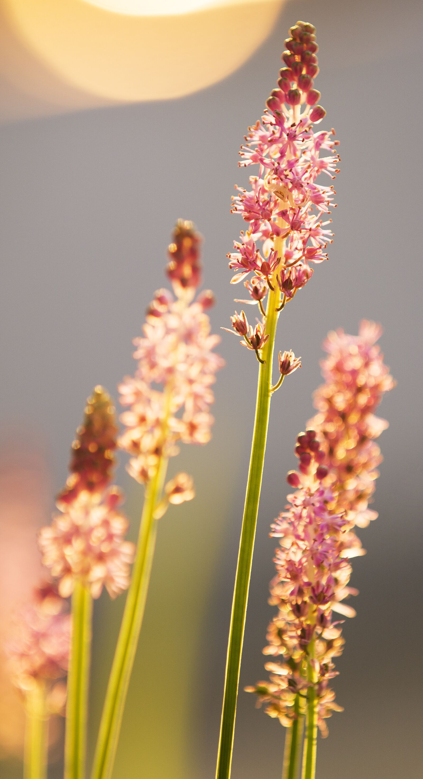 Canon EOS 5D Mark III sample photo. Flower, upward, fight photography