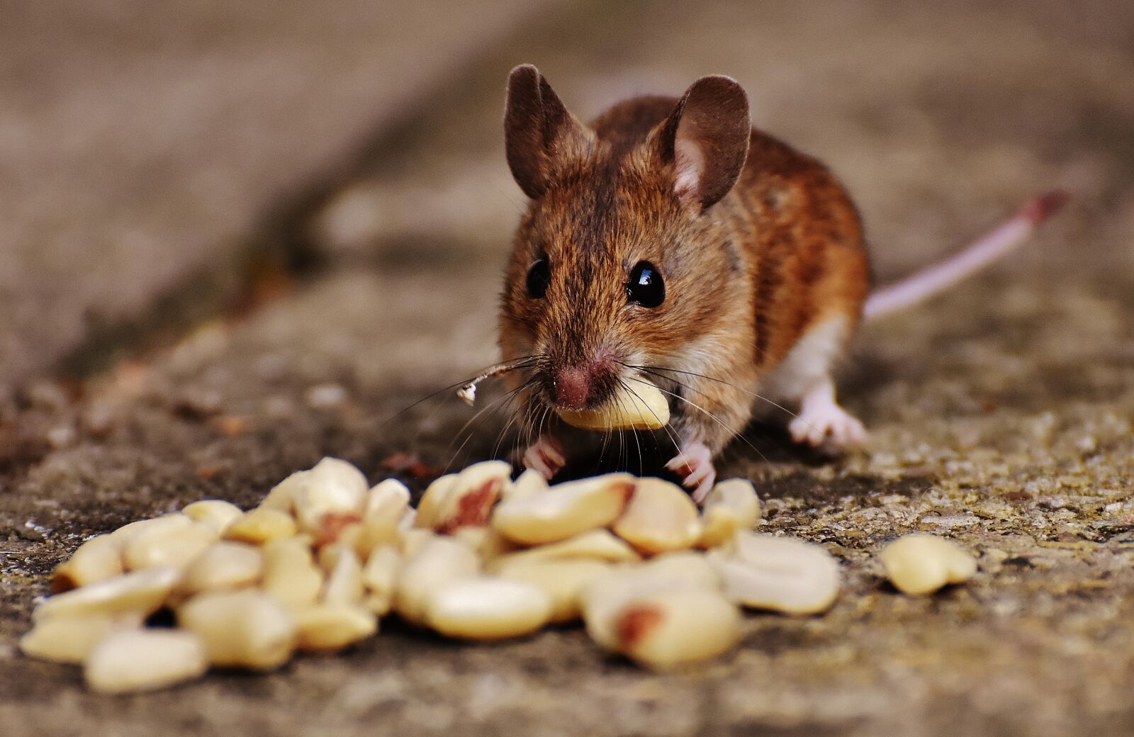 Nikon D7200 sample photo. Mouse, rodent, cute photography