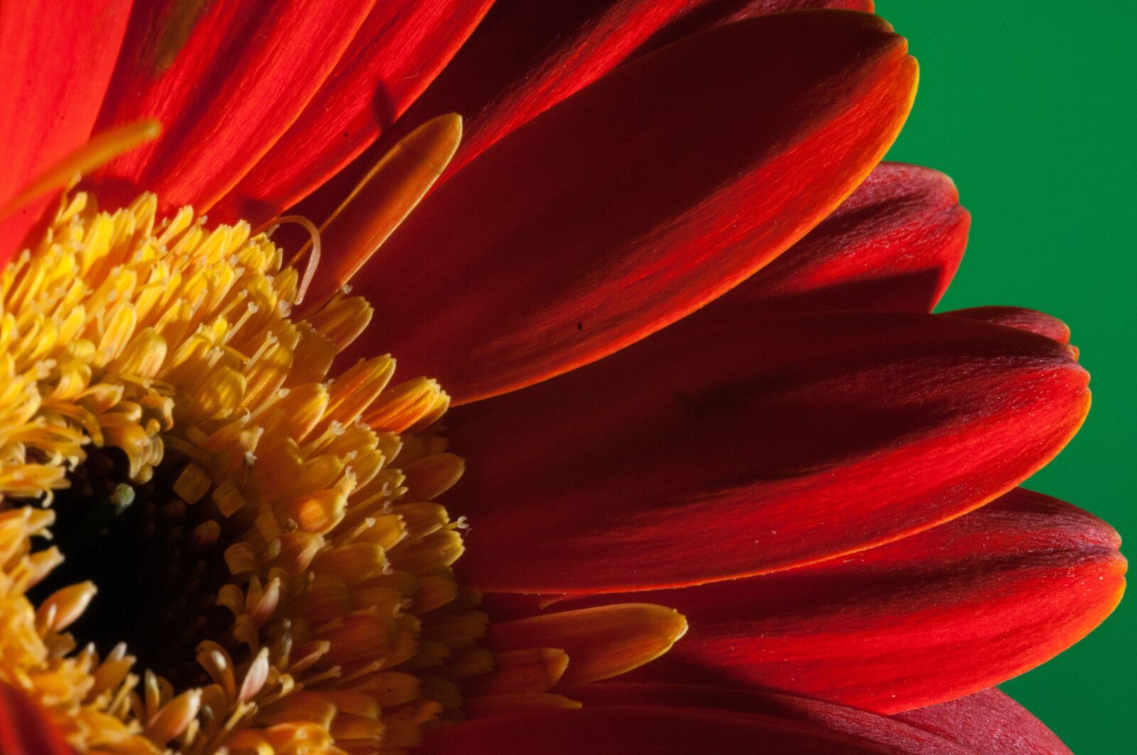 Nikon D300 sample photo. Flower, macro, close up photography