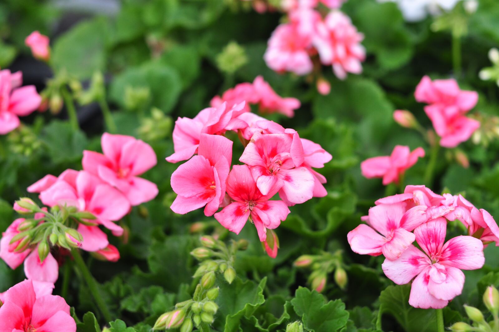 Nikon D90 sample photo. Flowers, spring, nature photography