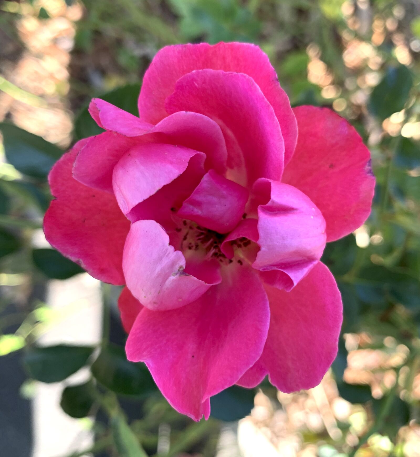 Apple iPhone XS sample photo. Rose, pink, flower photography