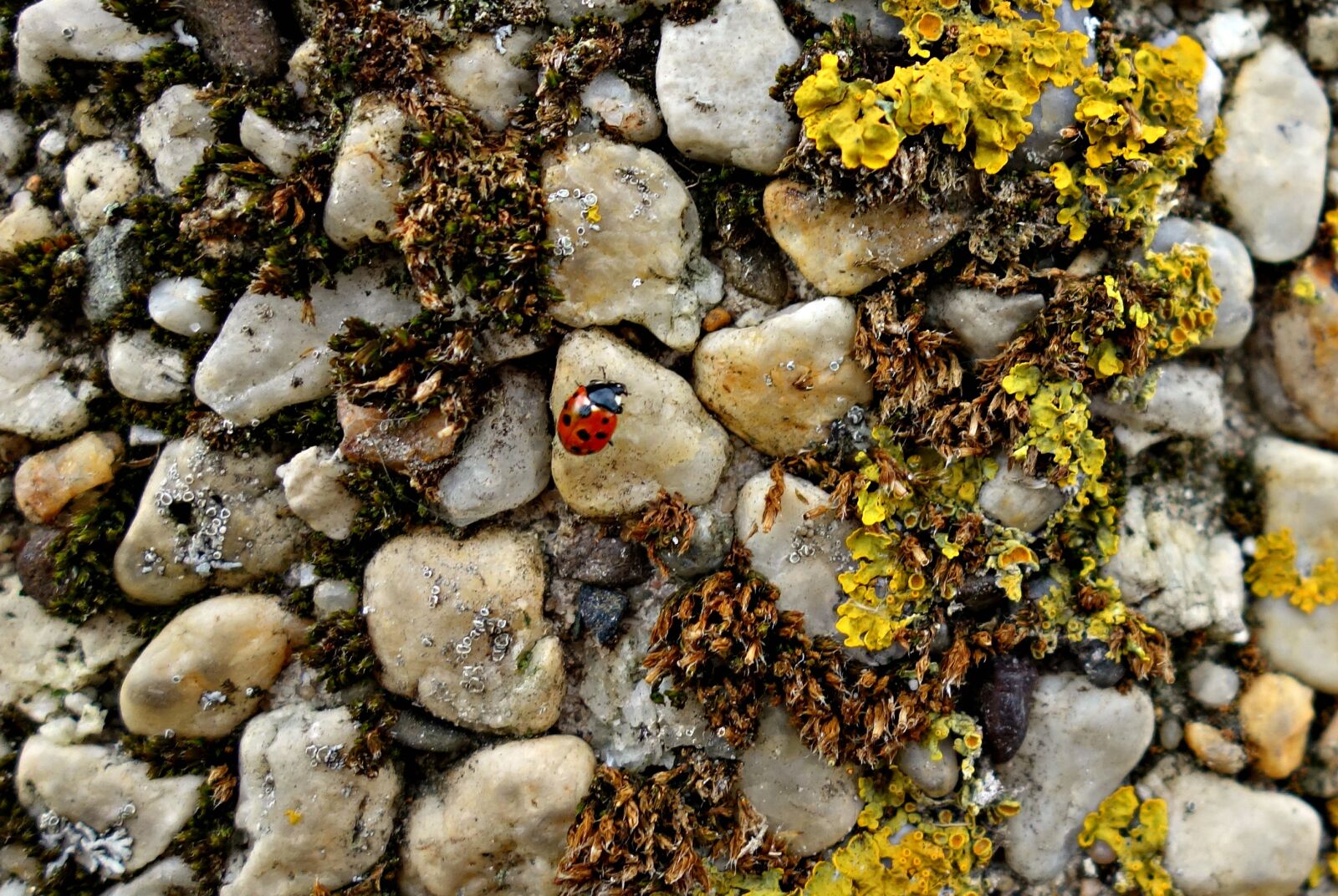 Sony Cyber-shot DSC-RX100 sample photo. Stone, pebble, moss photography