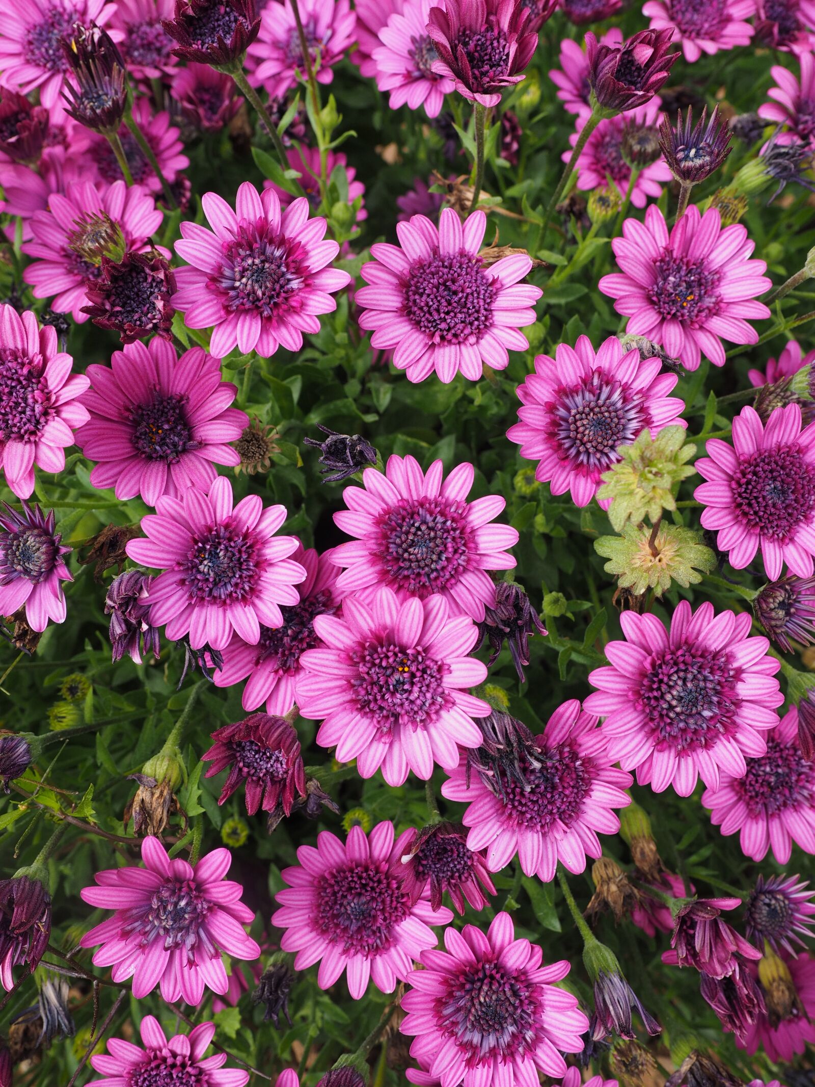 Olympus OM-D E-M1 + Olympus M.Zuiko Digital ED 12-40mm F2.8 Pro sample photo. Cape basket, blossom, bloom photography