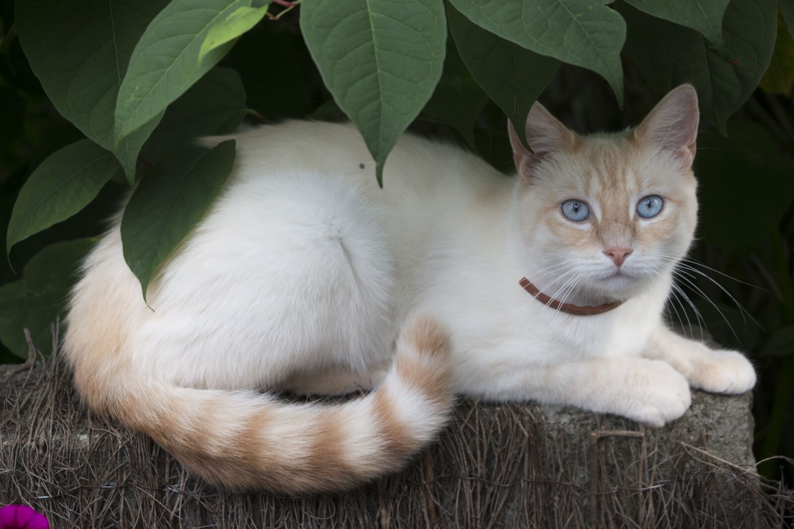 Canon EOS 70D sample photo. Cat, cat eyes, blue photography