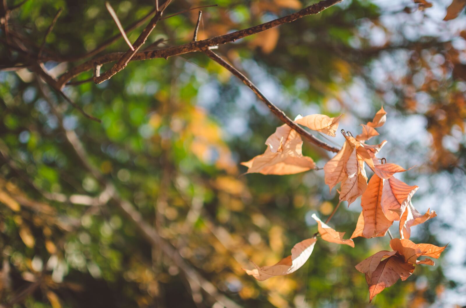 Nikon D5100 sample photo. Yellow leaves, background, autumn photography