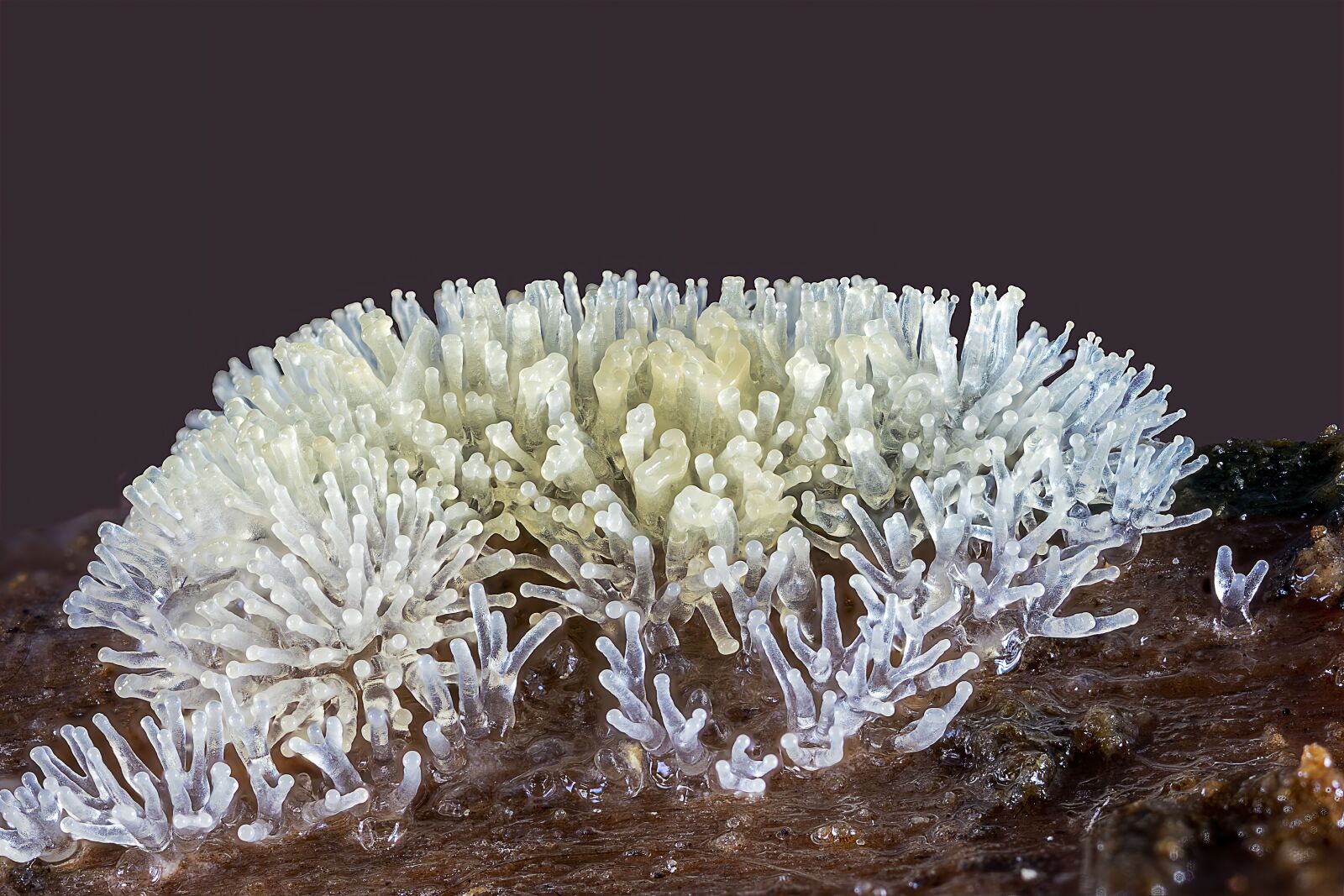 Canon MP-E 65mm F2.5 1-5x Macro Photo sample photo. Coral-slime-mold, macro, micro photography