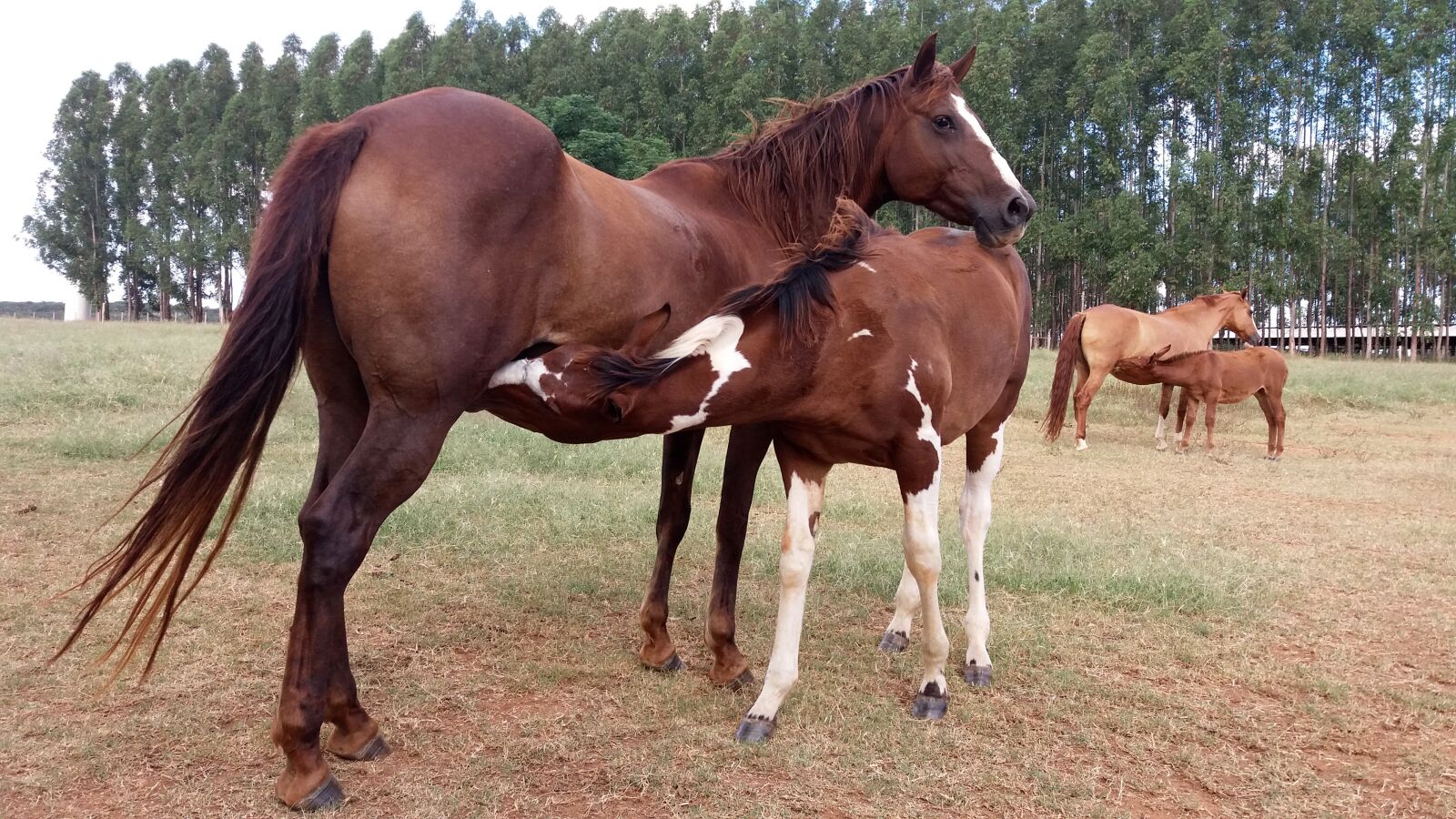 Samsung Galaxy J5 sample photo. Stallion, horse, colt photography